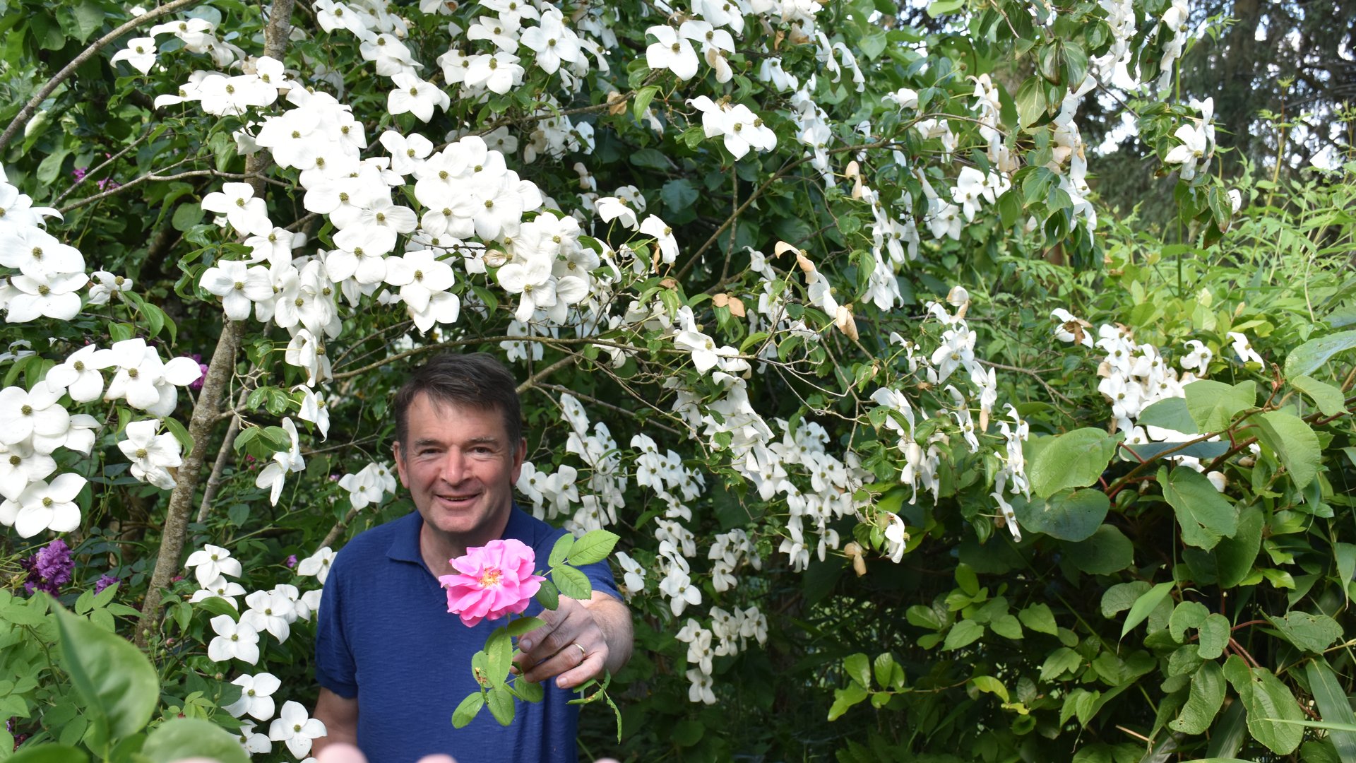 Philippe Wasselin avec un Cornus kousa rosé offert · Jardin Bouture.org
