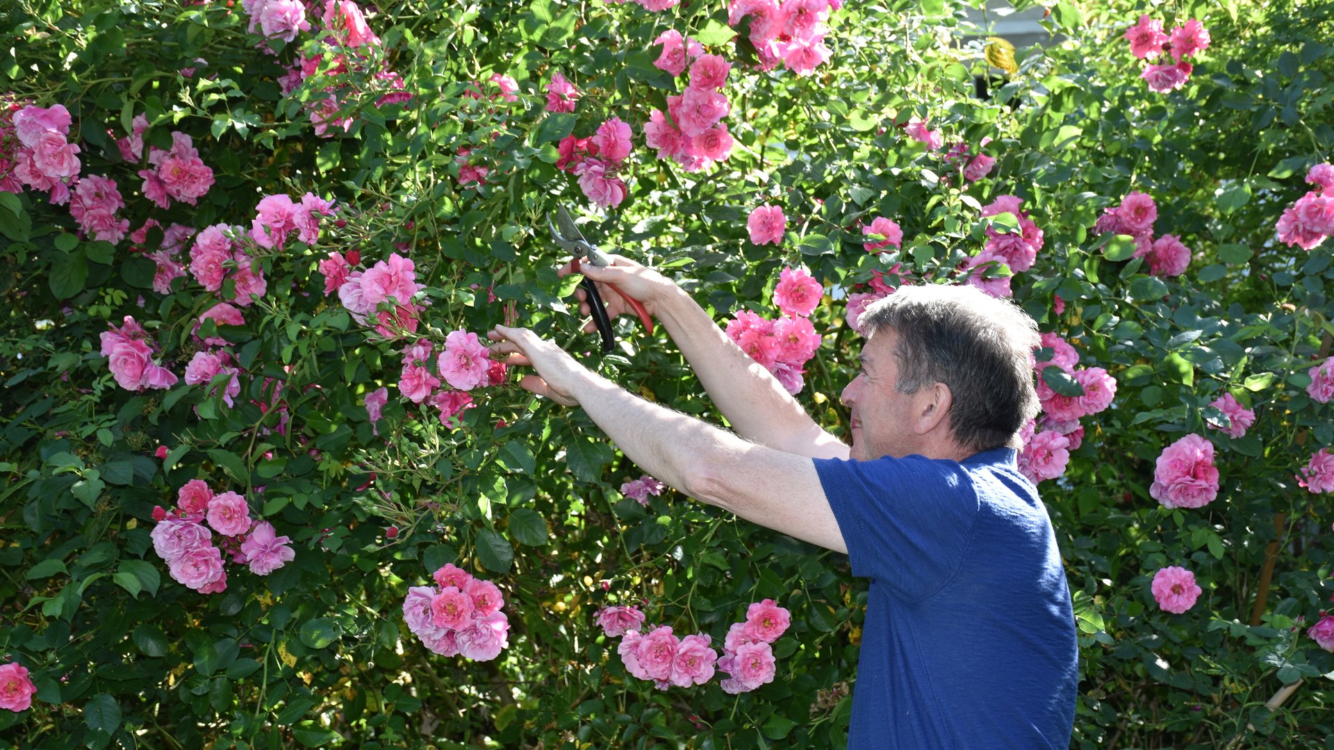 Philippe Wasselin taille un rosier grimpant jardins collaboratifs Bouture.org
