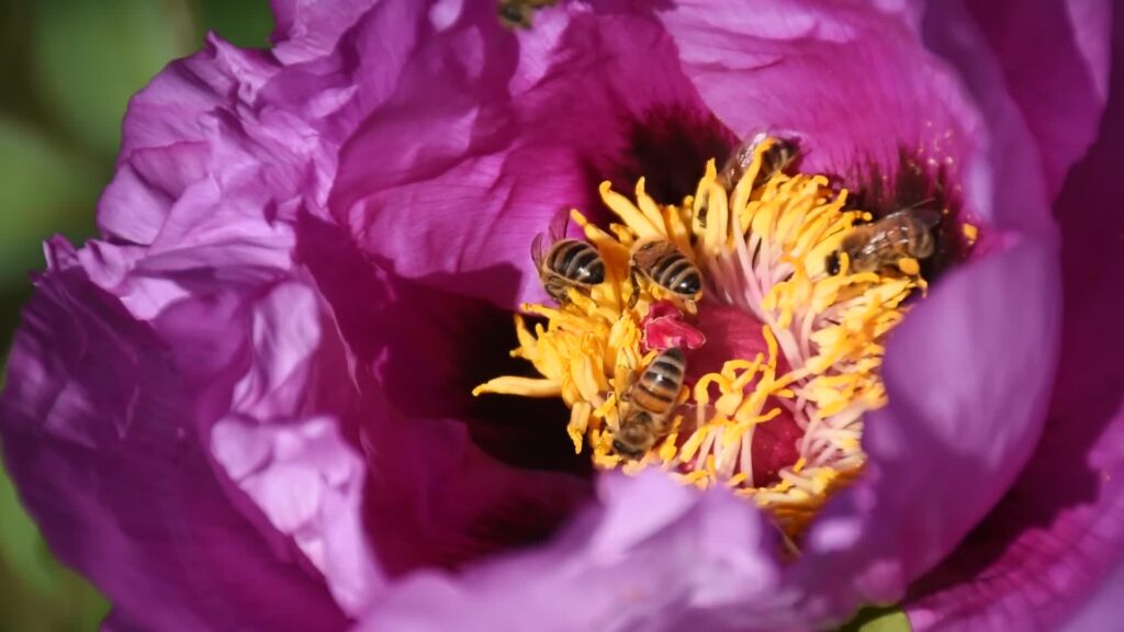 Pollinisateurs du jardin Bouture.org à Jouy-en-Josas