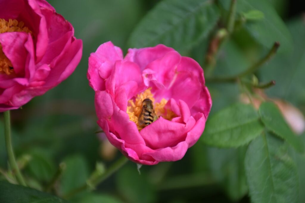 Syrphe Episyrphus balteatus sur Rosa gallica officinalis — Bouture.org