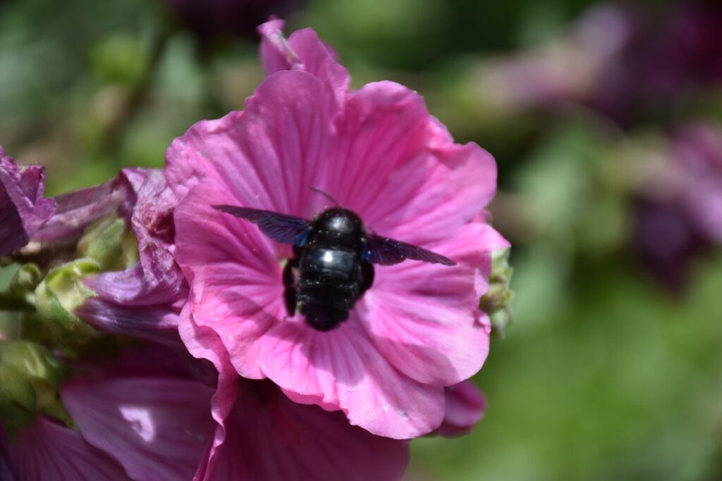 Xylocope violet Xylocopa violacea sur rose trémière — Bouture.org Jouy-en-Josas